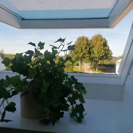 Nature Gem Near Haderslev With 160-year-old Beech Vedbol