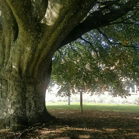 Nature Gem Near Haderslev With 160-year-old Beech Vedbol